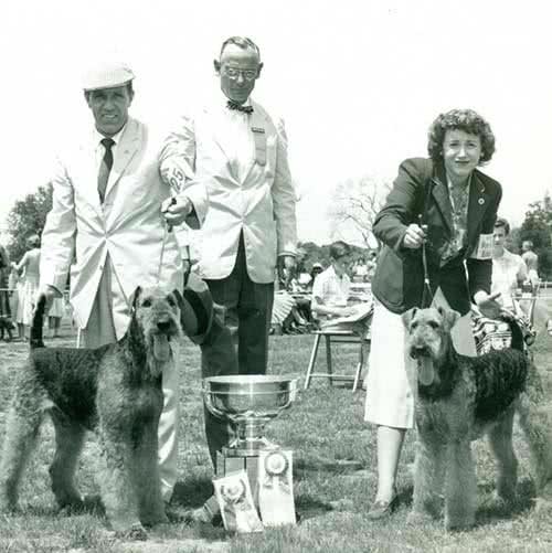 寻根问祖系列:万能梗(AiredaleTerrier)