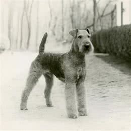 寻根问祖系列:万能梗(AiredaleTerrier)