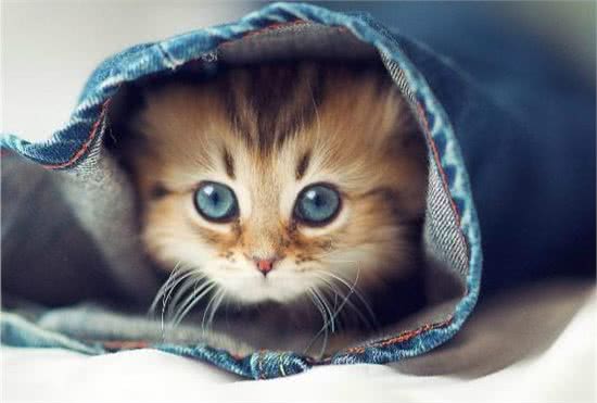 揭秘宠物波斯猫的眼睛颜色与毛发颜色密切关系!