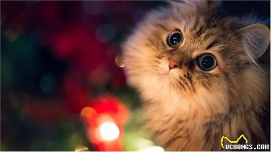 揭秘宠物波斯猫的眼睛颜色与毛发颜色密切关系!