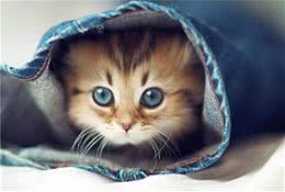 揭秘宠物波斯猫的眼睛颜色与毛发颜色密切关系!