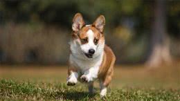 宠物大盘点之世界名犬柯基