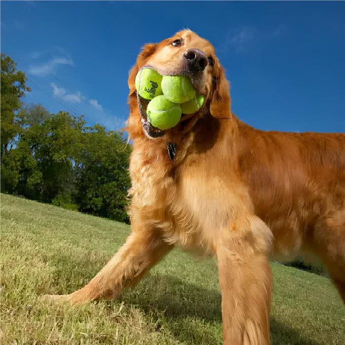 老年犬养护|就这样，一直陪我到老吧