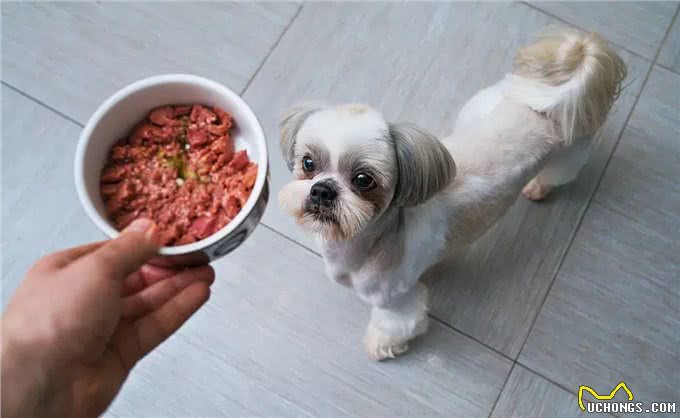 老年犬养护|就这样，一直陪我到老吧