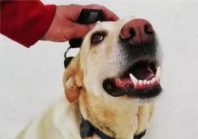 老年犬养护|就这样，一直陪我到老吧