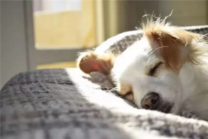 老年犬养护|就这样，一直陪我到老吧