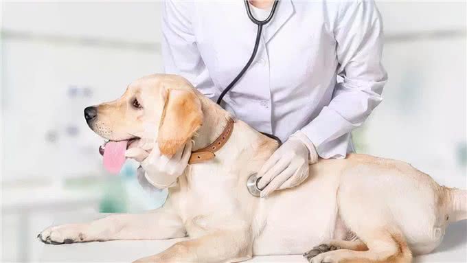 老年犬养护|就这样，一直陪我到老吧