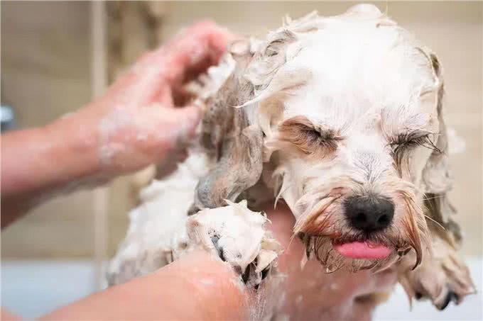 老年犬养护|就这样，一直陪我到老吧
