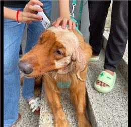狗狗患上了皮肤病剃去了头发，结果秒变成秃头了，狗子都抑郁了!