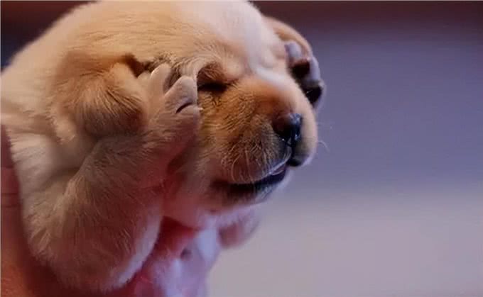 哪怕狗狗很喜欢你，也别经常对它做这些事，不然可能会咬你!