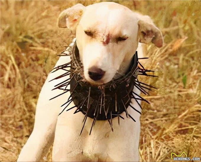 草原猛犬为啥都带刺项圈，不是为美观，而是为保命，对付狼最有效