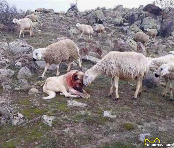 草原猛犬为啥都带刺项圈，不是为美观，而是为保命，对付狼最有效