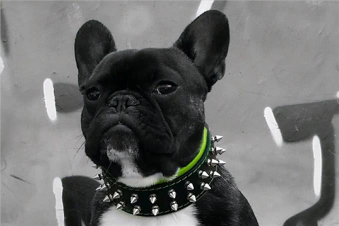 草原猛犬为啥都带刺项圈，不是为美观，而是为保命，对付狼最有效
