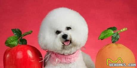 狗狗吃水果小知识，老司机得你都知道吗?