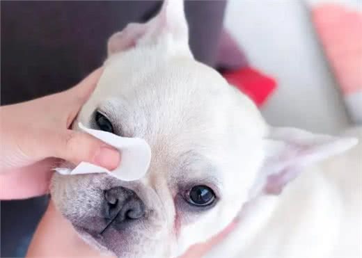 教你几招去除狗狗泪痕