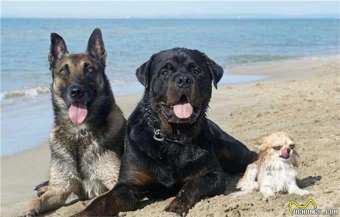 罗威纳十二节养护,给你详细介绍,很多你可能第一次知道