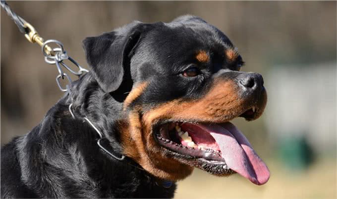 罗威纳十二节养护，给你详细介绍，很多你可能第一次知道