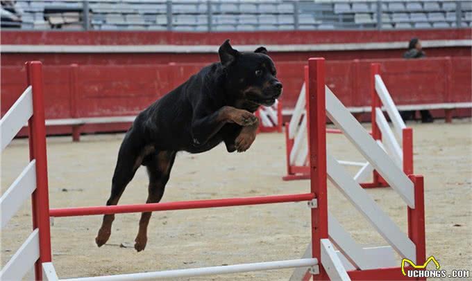 罗威纳十二节养护，给你详细介绍，很多你可能第一次知道