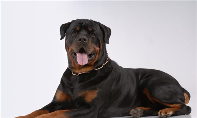 罗威纳十二节养护，给你详细介绍，很多你可能第一次知道