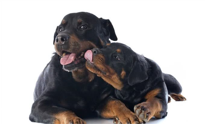 罗威纳十二节养护，给你详细介绍，很多你可能第一次知道