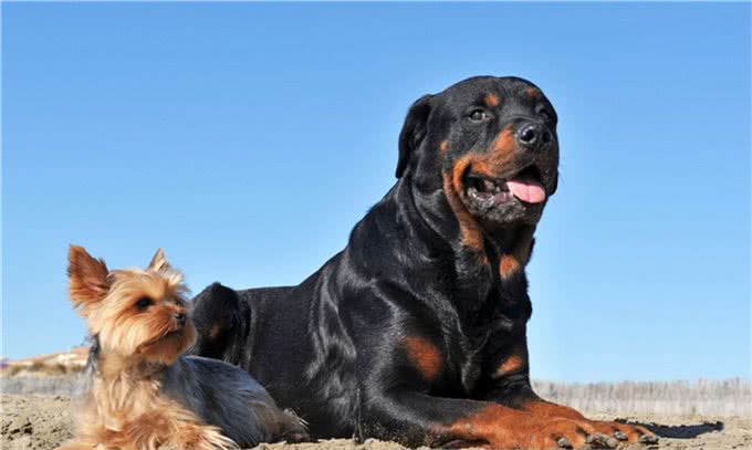 罗威纳十二节养护，给你详细介绍，很多你可能第一次知道