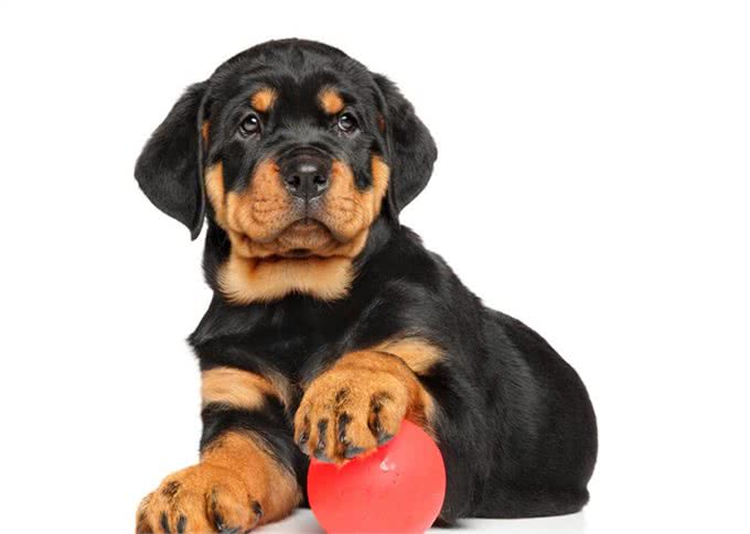 罗威纳十二节养护，给你详细介绍，很多你可能第一次知道