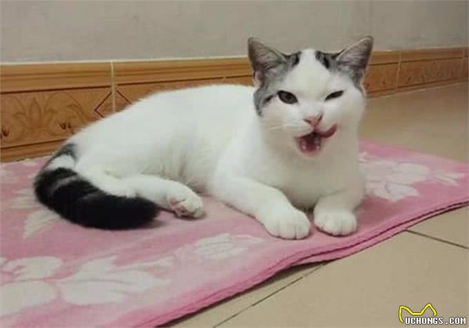 养猫第一步，从品种和年龄观察，教你选择一只适合自己的猫咪
