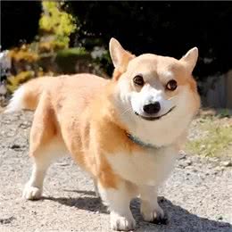 想养柯基犬?饲养柯基犬前不可不知的五大真相雷区