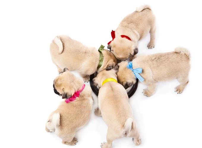 新犬到家这些食物千万不能喂