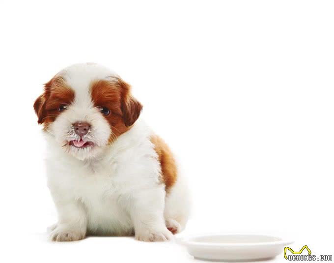 新犬到家这些食物千万不能喂
