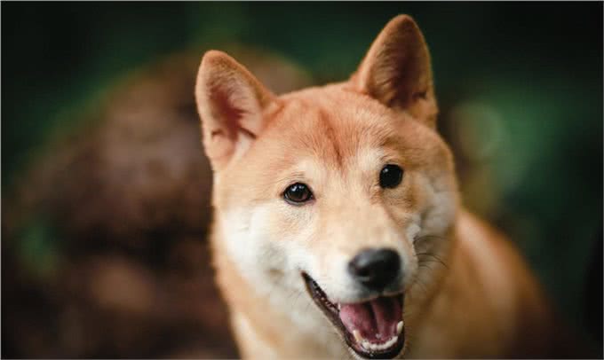 新犬到家这些食物千万不能喂