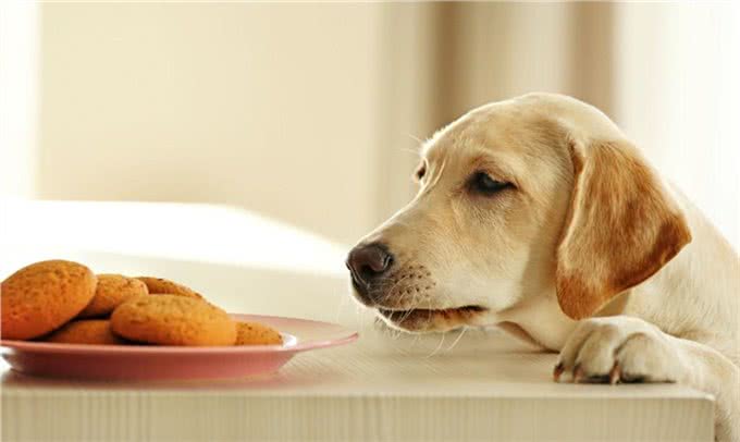 新犬到家这些食物千万不能喂