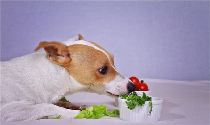 新犬到家这些食物千万不能喂