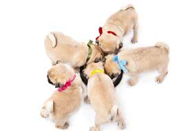 新犬到家这些食物千万不能喂