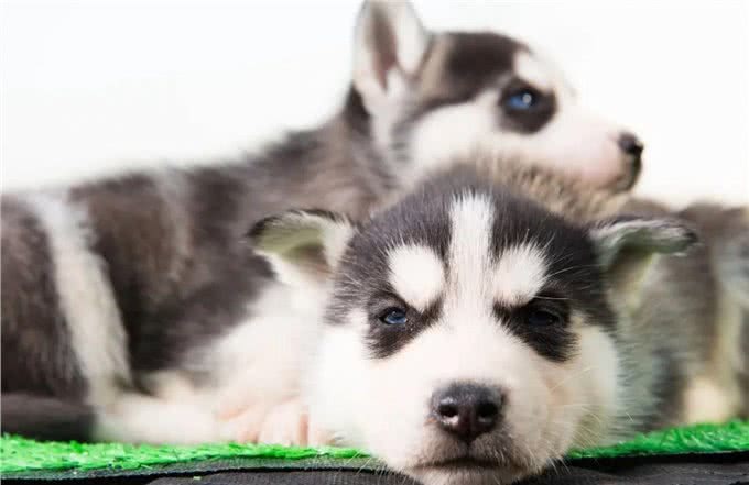 哈士奇真很二吗?在养之前,了解一些它的优缺点吧,省的后悔