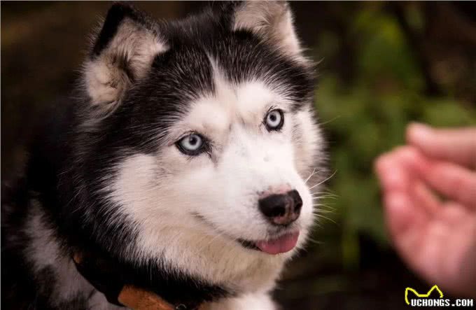 哈士奇真很二吗?在养之前,了解一些它的优缺点吧,省的后悔