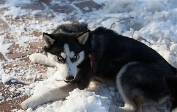 哈士奇真很二吗?在养之前,了解一些它的优缺点吧,省的后悔
