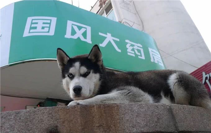 哈士奇真很二吗?在养之前,了解一些它的优缺点吧,省的后悔