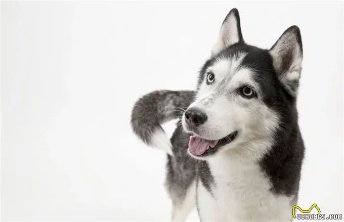 哈士奇真很二吗?在养之前,了解一些它的优缺点吧,省的后悔