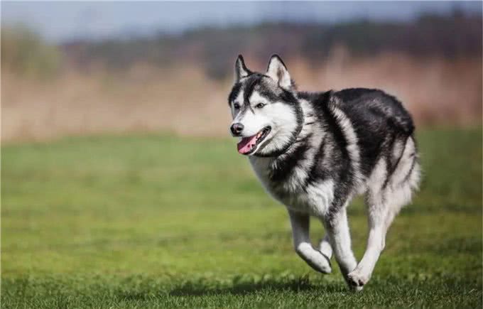 哈士奇真很二吗?在养之前,了解一些它的优缺点吧,省的后悔