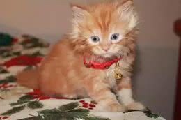 最近基友养了只褴褛猫，此猫读音，南方人纷纷中招
