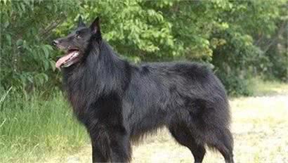 几种相似却不是同一个品种的知名犬种