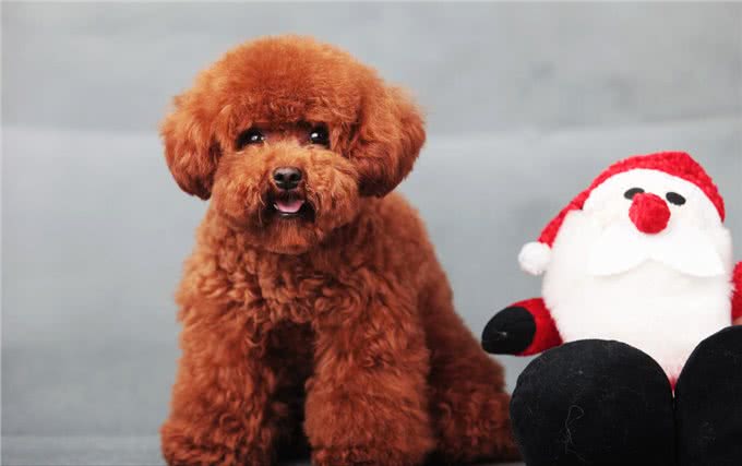 贵宾犬的优点和缺点大公开，你知道吗?