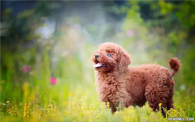 贵宾犬的优点和缺点大公开，你知道吗?