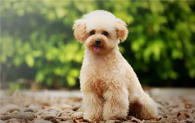 贵宾犬的优点和缺点大公开，你知道吗?