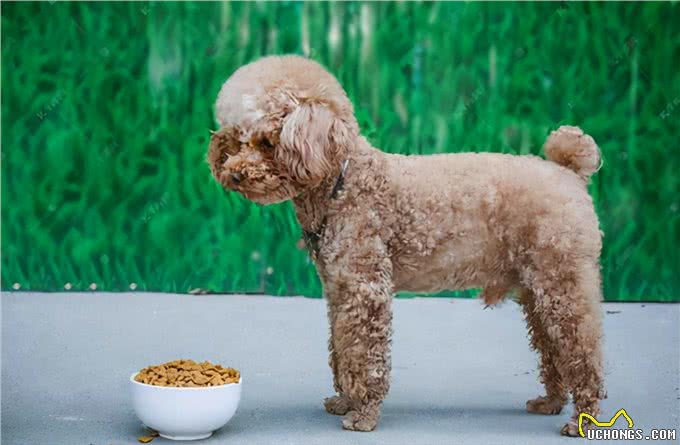 贵宾犬的优点和缺点大公开，你知道吗?