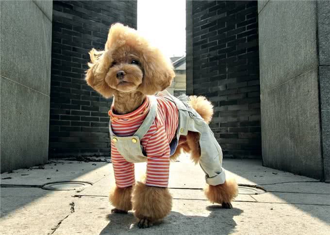 贵宾犬的优点和缺点大公开，你知道吗?