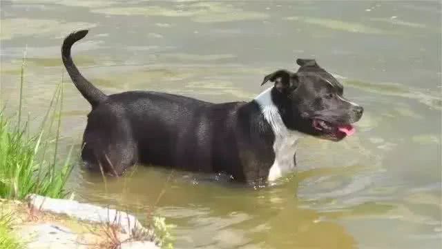 谁说狗狗天生就会游泳?这几种狗就不适合，别让游泳给送了命