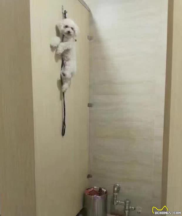 狗狗调皮捣蛋，但主人依然能制得住哦