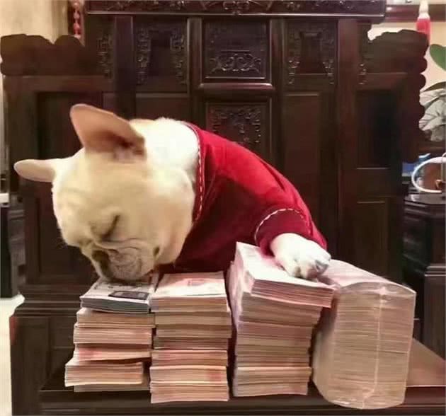 狗狗调皮捣蛋，但主人依然能制得住哦